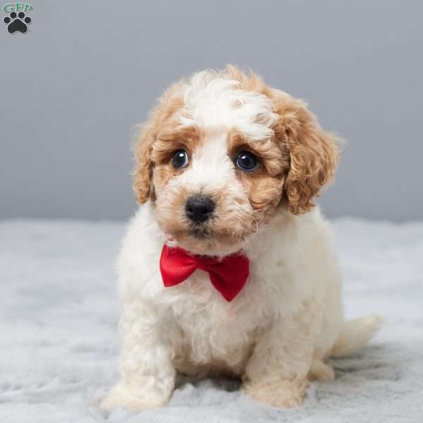 Sonny, Bich-Poo Puppy